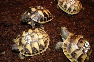 Tortoises kaufen und verkaufen Photo: Suche junge Landschildkröten