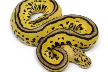 Schlangen kaufen und verkaufen Foto: Ball pythons for TerraPlaza & Ziva Exotica
