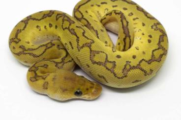 Snakes kaufen und verkaufen Photo: Ball pythons, tarantulas for Snakeday, Ziva E, Terraplaza Snakes kaufen und verkaufen Photo: Ball pythons, tarantulas for Snakeday, Ziva E, Terraplaza