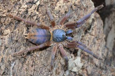 Spiders and Scorpions kaufen und verkaufen Photo: Last minute offer for Houten (02/06)