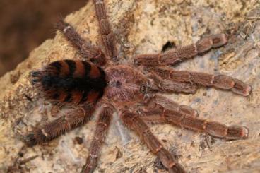 Spiders and Scorpions kaufen und verkaufen Photo: Offers for Weinstadt 03/05/24 (no shipping) - slings Spiders and Scorpions kaufen und verkaufen Photo: Offers for Weinstadt 03/05/24 (no shipping) - slings