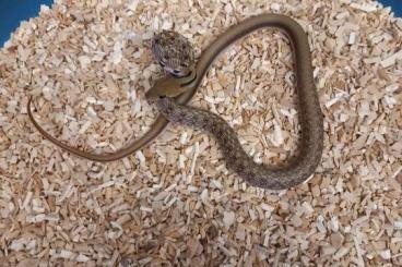 Snakes kaufen und verkaufen Photo: For Houten 02 June    Coelognathus Helena CB : 2024