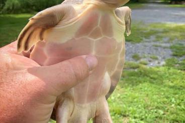 Schildkröten  kaufen und verkaufen Foto: Flyriver turtle pignose turtle