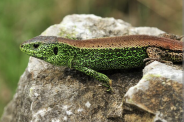 Echsen  kaufen und verkaufen Foto: Lacerta agilis ssp (sand lizard)