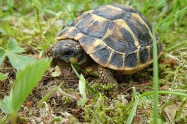 Landschildkröten kaufen und verkaufen Foto: Testudo hermanni hermanni und Testudo hermanni boettgeri