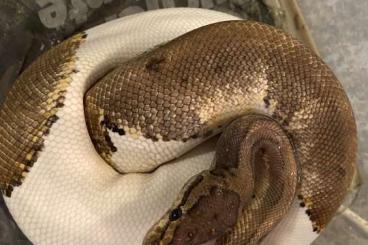 Königspythons kaufen und verkaufen Foto: Gebe ab - Königspython Pinstripe Piebald