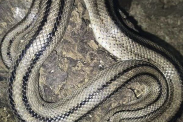 Snakes kaufen und verkaufen Photo: Zamenis (Rhinechis) scalaris Treppennatter