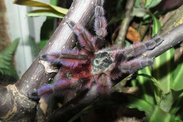 - bird spiders kaufen und verkaufen Photo: Biete Vogelspinnen zur Abgabe