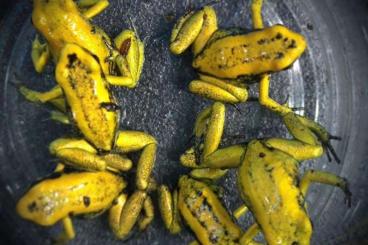Pfeilgiftfrösche kaufen und verkaufen Foto: Phyllobates Terribilis gelb Jungtiere 