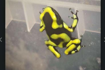 Pfeilgiftfrösche kaufen und verkaufen Foto: Dendrobate Auratus Capurgana 