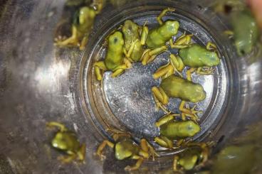 Pfeilgiftfrösche kaufen und verkaufen Foto: Denderobate Auratus & Terribilis zur Abgabe Pfeilgiftfrösche kaufen und verkaufen Foto: Denderobate Auratus & Terribilis zur Abgabe
