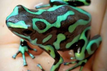 Poison dart frogs kaufen und verkaufen Photo: Dendrobaten Auratus Taboga reticulated 