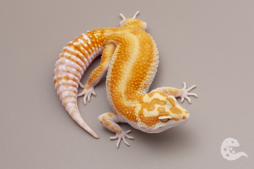 Geckos kaufen und verkaufen Photo: Leopard Geckos Fire Tremper, Blood Tremper, Bold lines