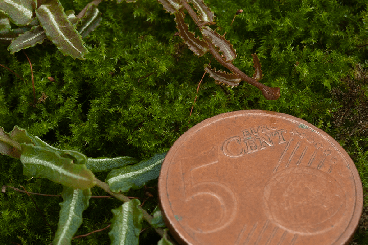 Sonstiges kaufen und verkaufen Foto: Vivarium plants marcgravia, philodendron, begonia