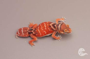 Geckos kaufen und verkaufen Foto: Nephrurus Levis Levis / Knob Tailed Geckos Geckos kaufen und verkaufen Foto: Nephrurus Levis Levis / Knob Tailed Geckos