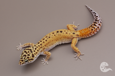 Geckos kaufen und verkaufen Foto: Leopard Geckos Cipher, Blood, Tremper Geckos kaufen und verkaufen Foto: Leopard Geckos Cipher, Blood, Tremper