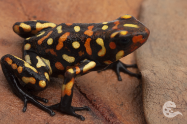 Poison dart frogs kaufen und verkaufen Photo: Oophaga bastimentos, histrionica, colon, kusapin Poison dart frogs kaufen und verkaufen Photo: Oophaga bastimentos, histrionica, colon, kusapin
