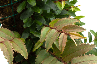 Zubehör kaufen und verkaufen Foto: Vivarium plants marcgravia, philodendron, begonia Zubehör kaufen und verkaufen Foto: Vivarium plants marcgravia, philodendron, begonia