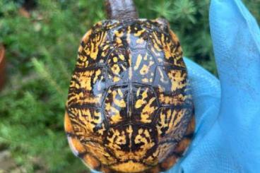 Turtles and Tortoises kaufen und verkaufen Photo: Terrapene Carolina female avaiable Turtles and Tortoises kaufen und verkaufen Photo: Terrapene Carolina female avaiable