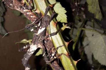 Insekten kaufen und verkaufen Foto: Haaniella erringtoniae Larven