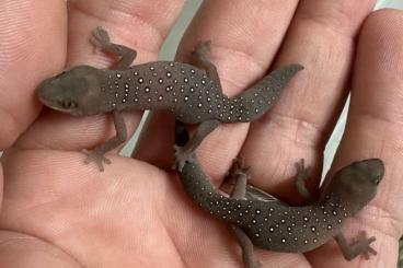 Lizards kaufen und verkaufen Photo: Strophurus elderi, Gastropholis prasina Lizards kaufen und verkaufen Photo: Strophurus elderi, Gastropholis prasina