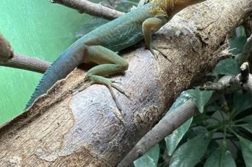 Lizards kaufen und verkaufen Photo: Gastropholis, Anolis, Furcifer,…… Lizards kaufen und verkaufen Photo: Gastropholis, Anolis, Furcifer,……
