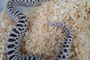 Schlangen kaufen und verkaufen Foto: Heterodon nasicus Superarctic pair.
