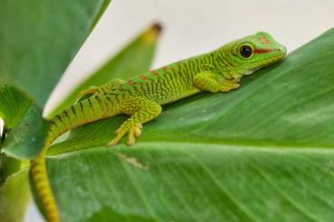 Geckos kaufen und verkaufen Foto: Phelsuma grandis Jungtiere 