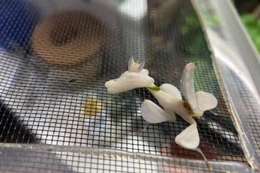 Insekten kaufen und verkaufen Foto: Paar Hymenopus coronatus 