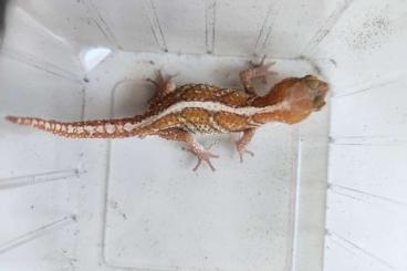 Geckos kaufen und verkaufen Foto: Paroedura picta xanthic Geckos kaufen und verkaufen Foto: Paroedura picta xanthic