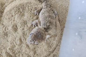 Geckos kaufen und verkaufen Foto: Nephrurus asper abzugeben