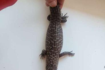 Skinke kaufen und verkaufen Photo: 0.0.2 Egernia stokesii het albino T+ Skinke kaufen und verkaufen Photo: 0.0.2 Egernia stokesii het albino T+