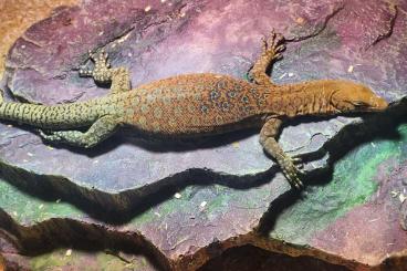 Geckos kaufen und verkaufen Photo: 1.1 Varanus pilbarensis NZ 2023 Geckos kaufen und verkaufen Photo: 1.1 Varanus pilbarensis NZ 2023