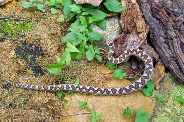 Venomous snakes kaufen und verkaufen Photo: Vipera Ammodytes montandoni 1.0 
