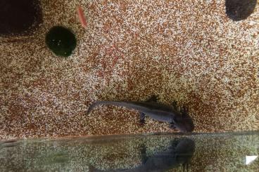 Molche kaufen und verkaufen Foto: 2 Axolotl inkl. Aquarium, Kühler, HMF Filter usw
