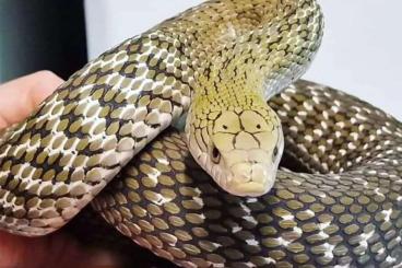 Snakes kaufen und verkaufen Photo: SEARCH for Hamm march 2024