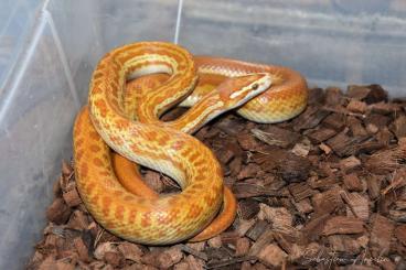 Pythons kaufen und verkaufen Photo: Snake for Hamm march 2024