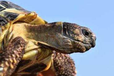 Turtles and Tortoises kaufen und verkaufen Photo: Turtle for Hamm march 2024
