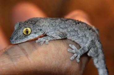 Geckos kaufen und verkaufen Photo: Strophurus spinigerus for Hamm