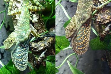 other lizards kaufen und verkaufen Photo: Anolis Aequatorialis males for sale