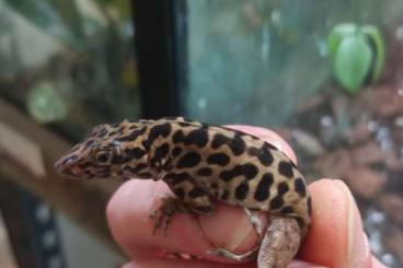 andere Echsen kaufen und verkaufen Foto: Anolis for sale (Sabanus/Roquet roquet/marmoratus marmoratus/allisoni andere Echsen kaufen und verkaufen Foto: Anolis for sale (Sabanus/Roquet roquet/marmoratus marmoratus/allisoni