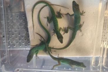 Lizards kaufen und verkaufen Photo: Different Anolis species for sale Lizards kaufen und verkaufen Photo: Different Anolis species for sale