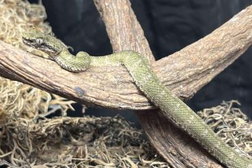 Venomous snakes kaufen und verkaufen Photo: Bothriechis schlegelii NZ‘23