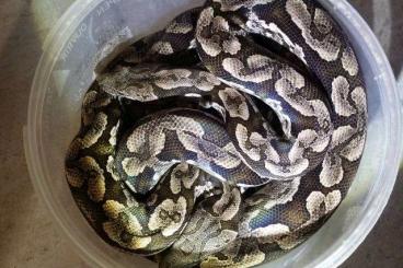 Snakes kaufen und verkaufen Photo: 0,2 Südliche Madagaskarboa Acrantophis dumerili(ENZ 2012)abzugeben