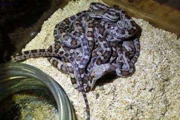 Snakes kaufen und verkaufen Photo: Pantherophis obsoletus (Erdnattern) ENZ 07/2021 abzugeben