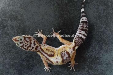 Geckos kaufen und verkaufen Photo: Leopardgecko Blizzard WY Mack Super Snow Tremper Bell Eclipse Tangerin