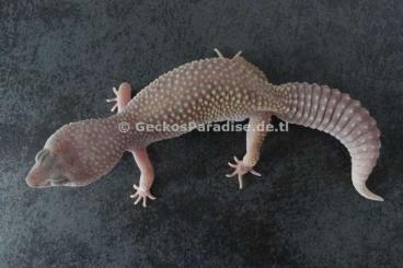 Geckos kaufen und verkaufen Foto: adulte zuchtreife Weibchen 2022 Leopardgecko