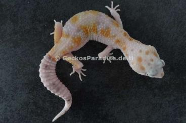 Geckos kaufen und verkaufen Photo: Leopardgecko Blizzard Blizzard Tremper Bell Tangerine Mack Super Snow