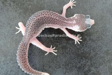 Geckos kaufen und verkaufen Photo: Mack Super Snow Eclipse Tremper Albino Raptor Pied Leopardgecko 