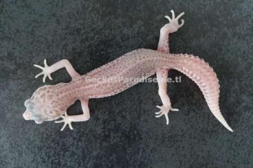 Geckos kaufen und verkaufen Photo: Leopardgecko 2024 Männchen Weibchen